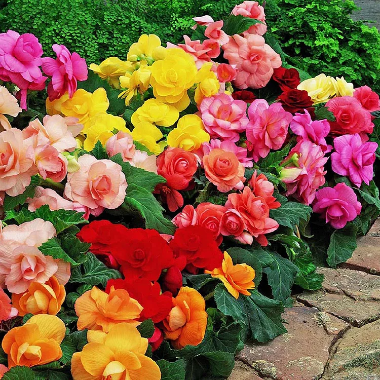 Bulb Begoni - Mix🌺