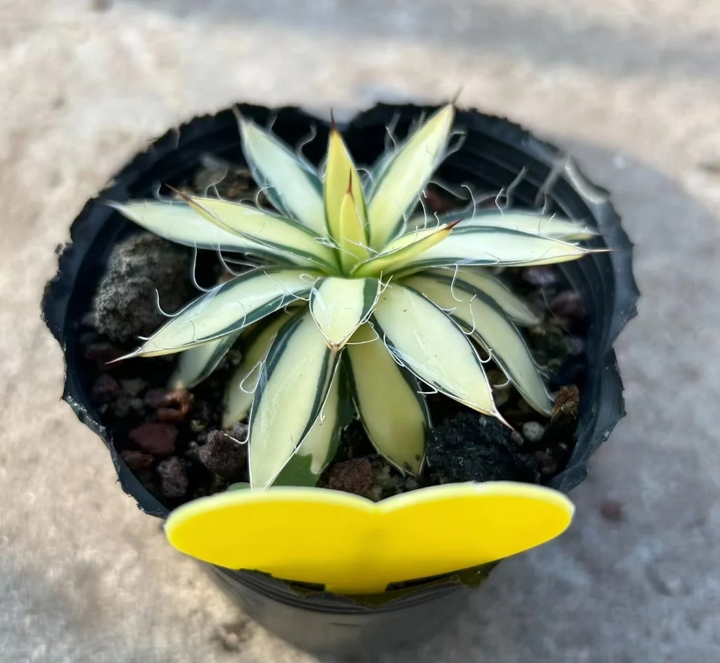 plant Aeonium Echeveria Haworthia  Caudex  Lithops Cactus  Agave 