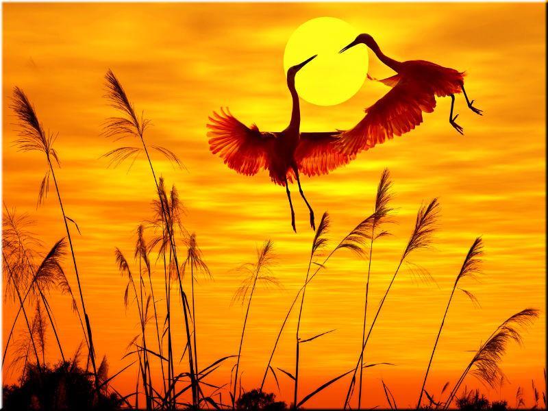 

Egrets on Sunset – Paint By Numbers - 40*50CM, 501 Original