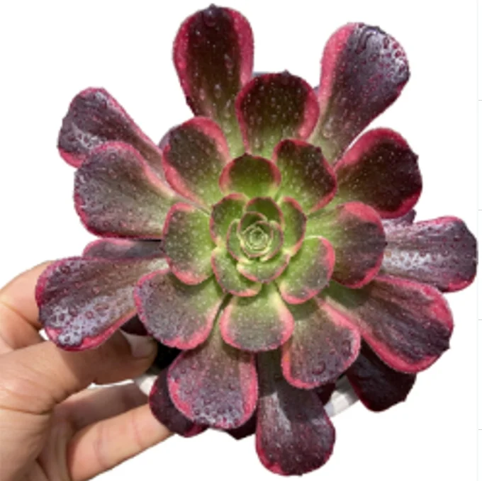 plant Aeonium Echeveria Haworthia  Caudex  Lithops Cactus  Agave 