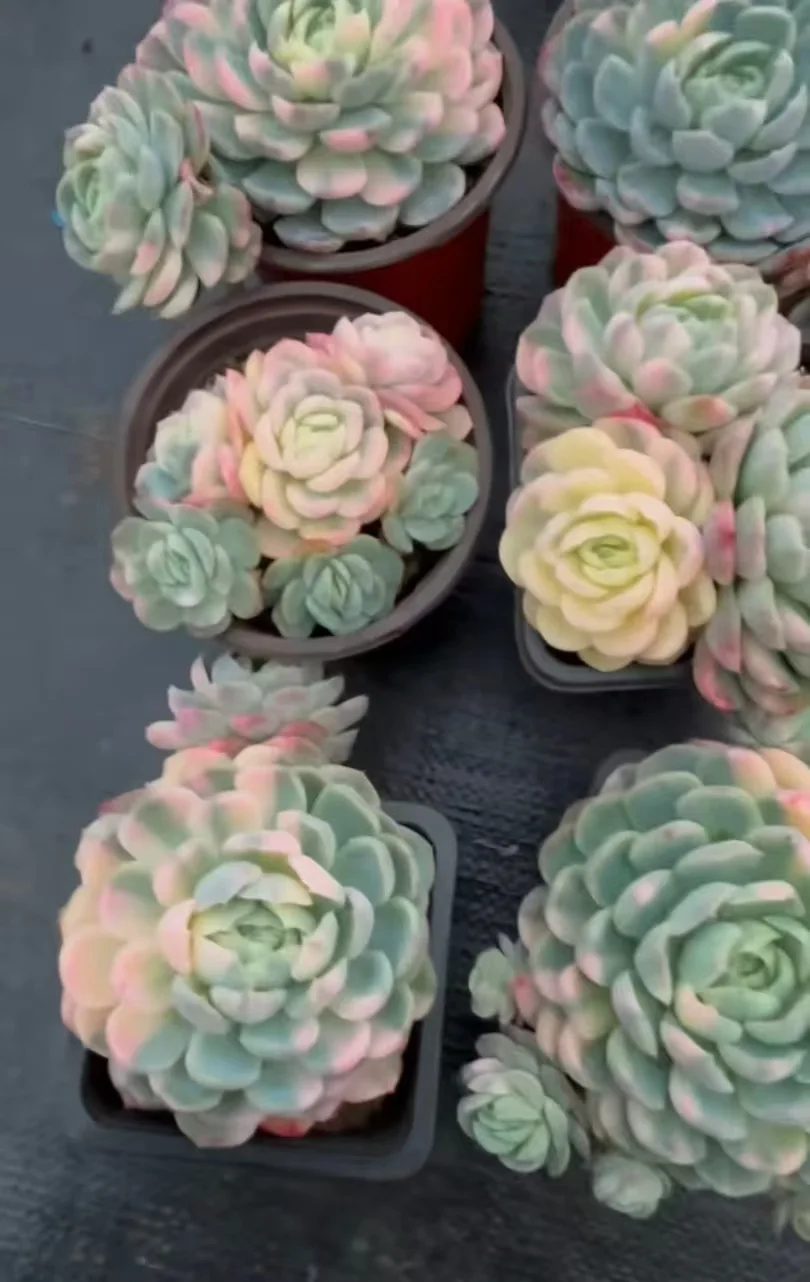 plant Aeonium Echeveria Haworthia  Caudex  Lithops Cactus  Agave 