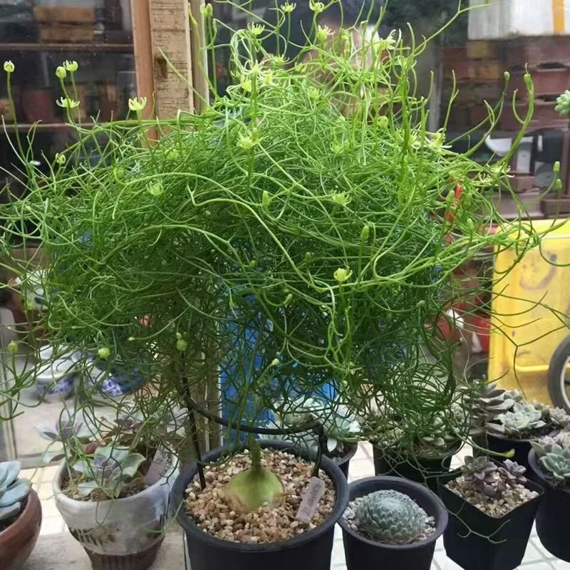 775.  Bowiea volubilis 2-2.5cm / Caudex / Succulent plants / Garden landscape / Carefully select healthy plants