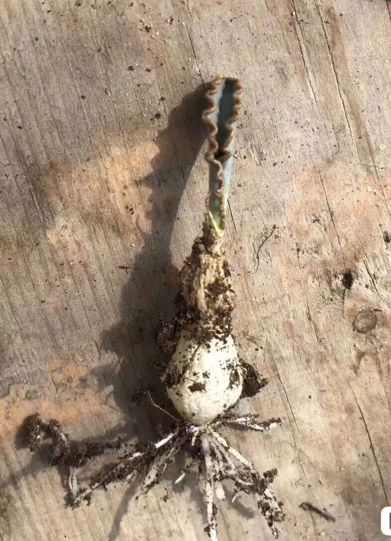 plant Aeonium Echeveria Haworthia  Caudex  Lithops Cactus  Agave 