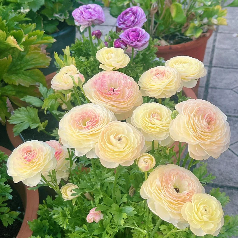 🌺 Ranunculus - Sacred Love