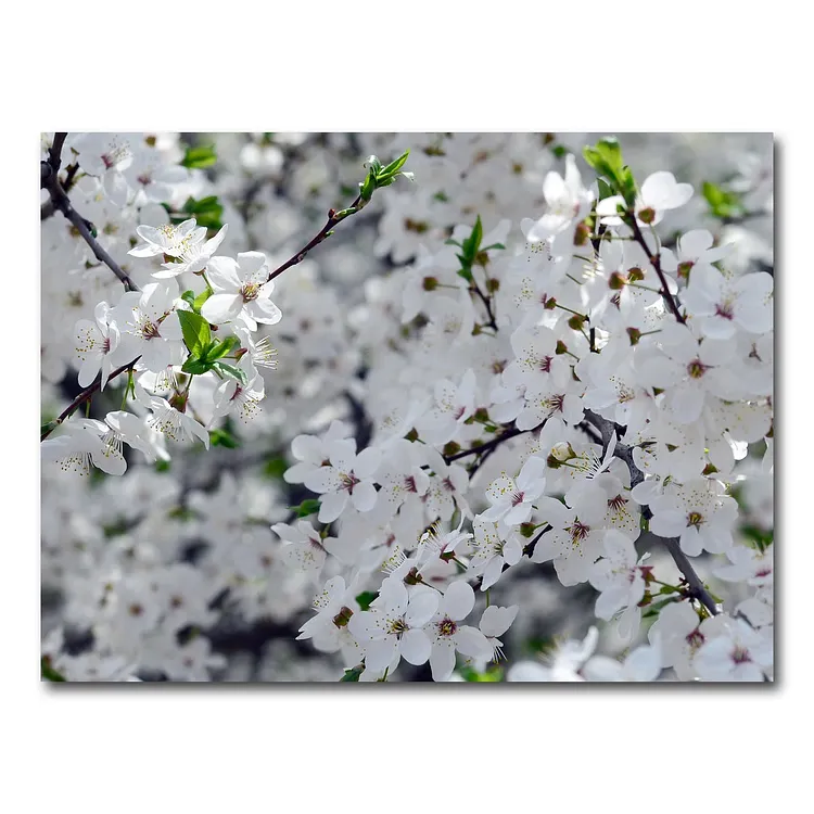 Apple Tree Blossoms Wall Art