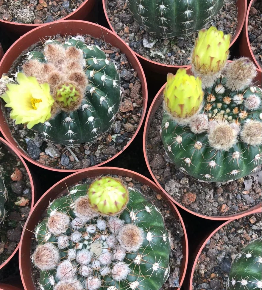 plant Aeonium Echeveria Haworthia  Caudex  Lithops Cactus  Agave 