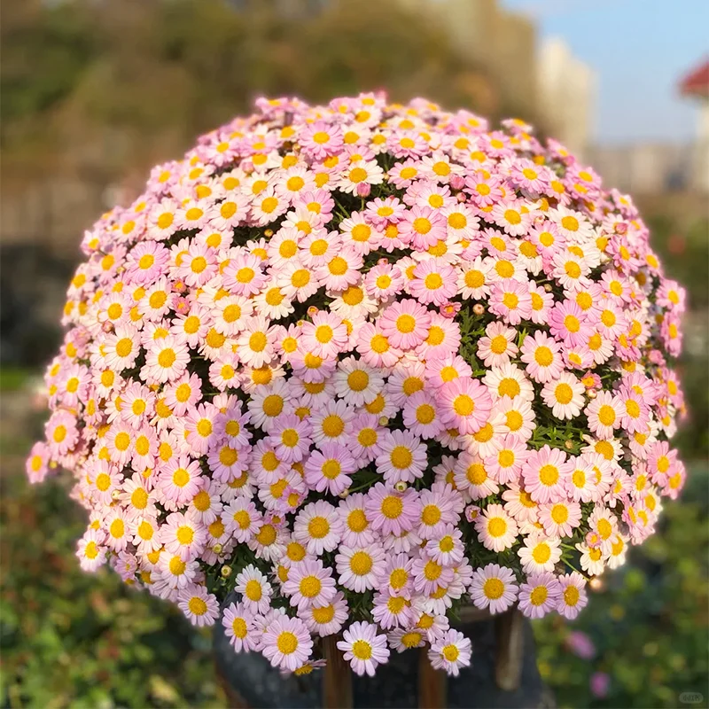 🌼Natural Mosquito Repellent - Pyrethrum seeds