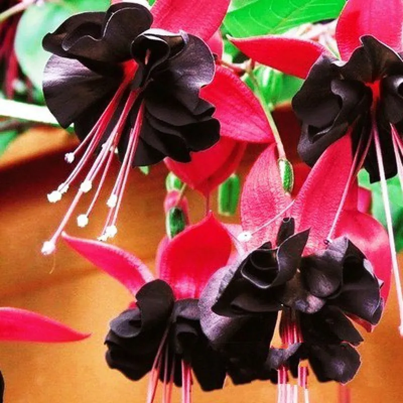 🧚🏼Fuchsia Flowers Seeds-Dancing Elf🪴Bonsai