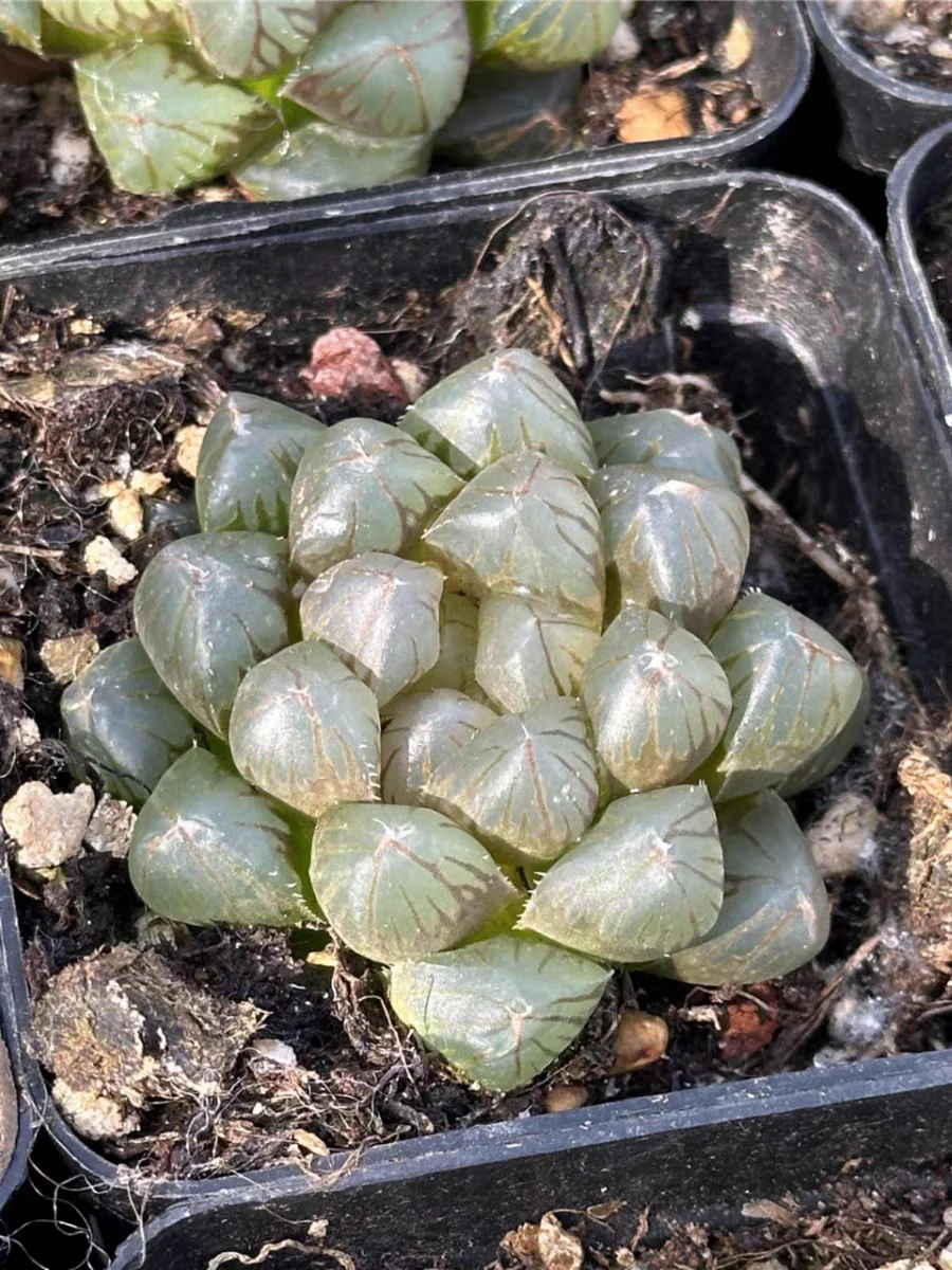 plant Aeonium Echeveria Haworthia  Caudex  Lithops Cactus  Agave 