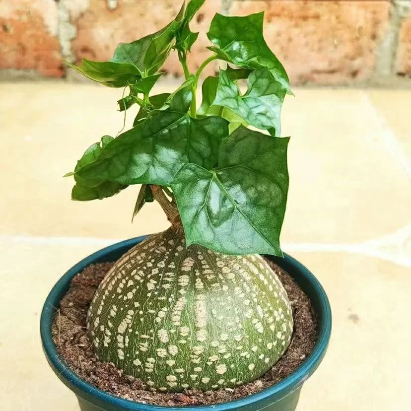 810.  Gerrardanthus lobatus  5-6cm / Caudex  / Succulent plants / Garden landscape / Carefully select healthy plants