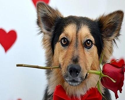 

Dog With Rose – Paint By Numbers - 40*50CM, 501 Original