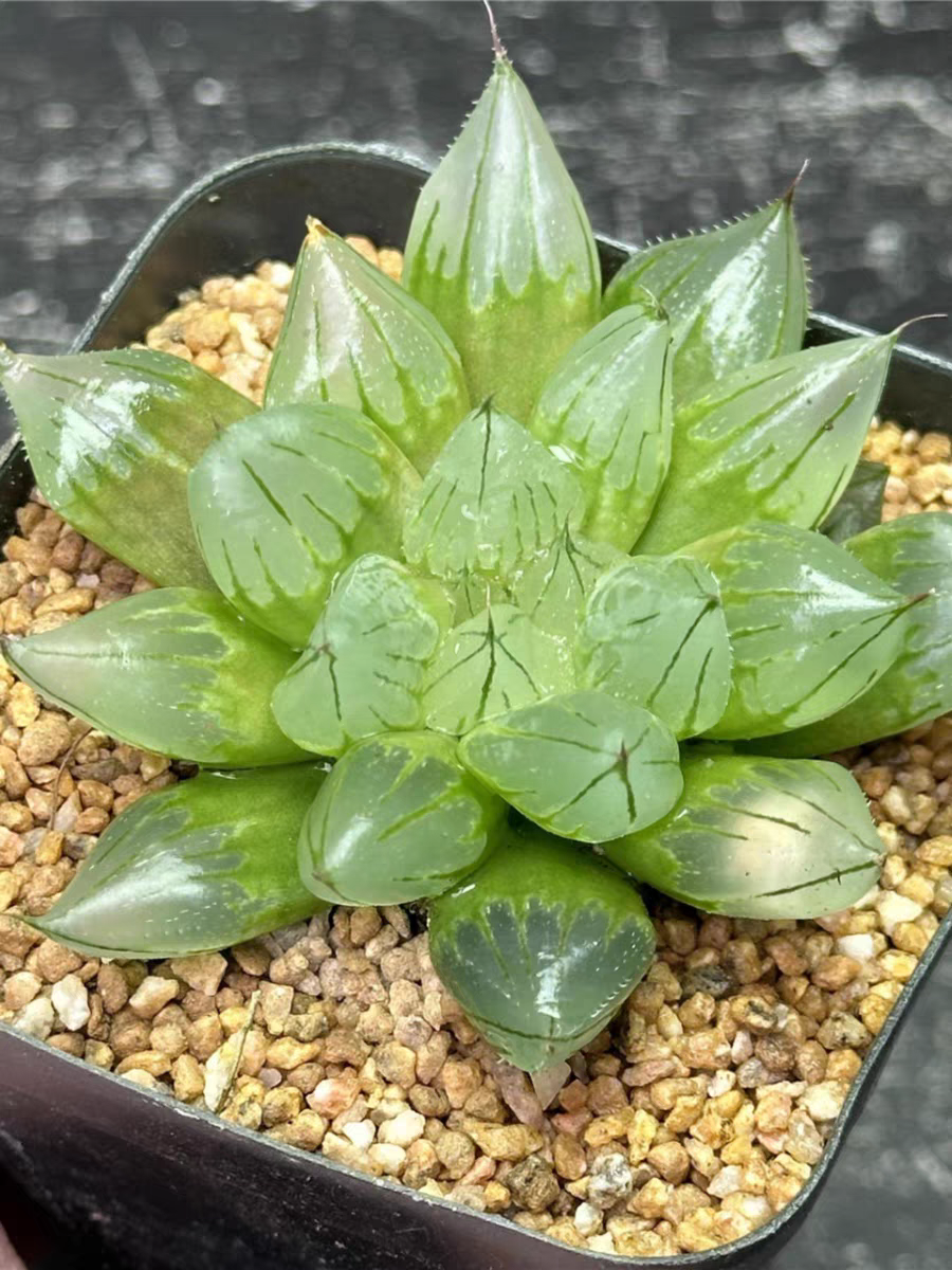 bjbm14.Haworthia retusa  (L.) Duval 4-5cm/ Haworthia/ Succulent plants / Garden landscape / Carefully select healthy plants