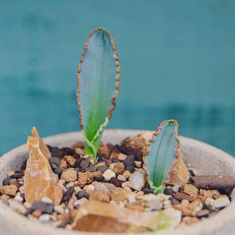 plant Aeonium Echeveria Haworthia  Caudex  Lithops Cactus  Agave 