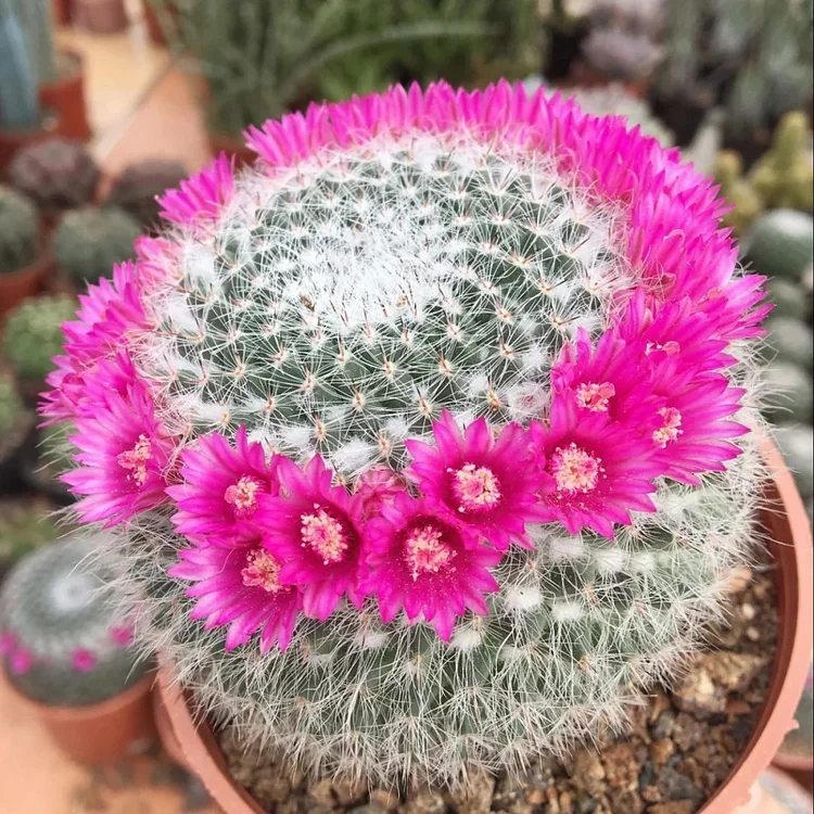 Mammillaria hahnianaWerderm Seeds