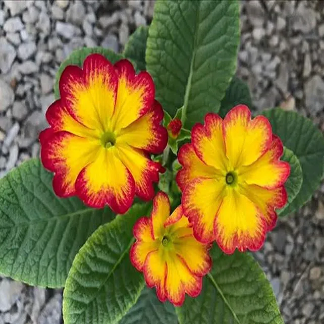 Primrose - Spring's First Bloom
