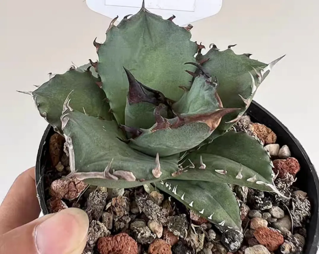 plant Aeonium Echeveria Haworthia  Caudex  Lithops Cactus  Agave 