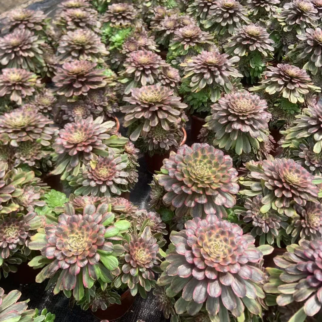 plant Aeonium Echeveria Haworthia  Caudex  Lithops Cactus  Agave 