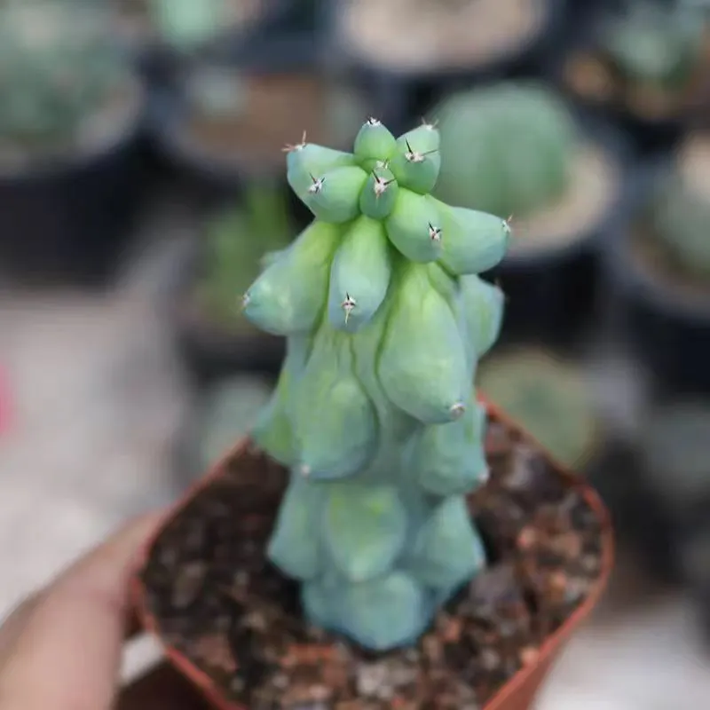 plant Aeonium Echeveria Haworthia  Caudex  Lithops Cactus  Agave 
