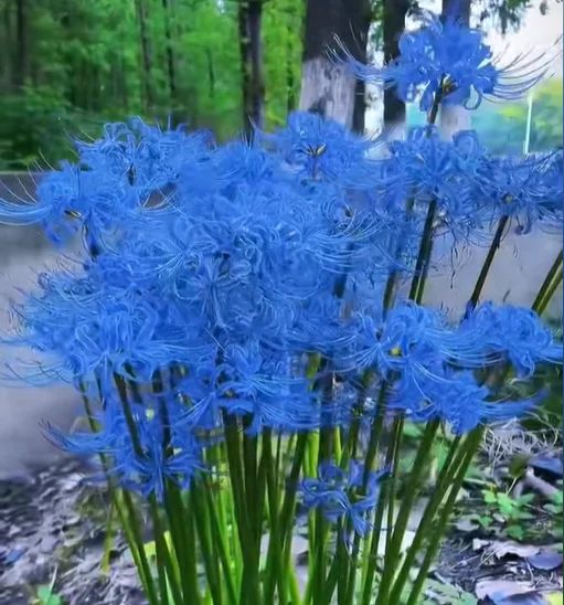 Spider Lily Bulbs-Multicolor