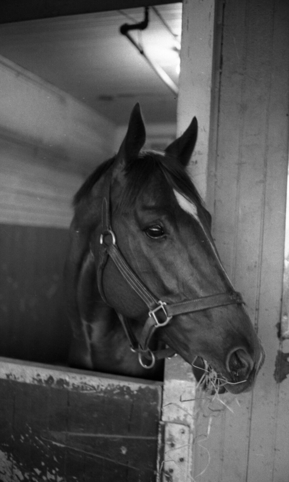 1973 Ron Turcotte SECRETARIAT Belmont Park Horse Racing 8x10 Photo Poster painting Triple Crown