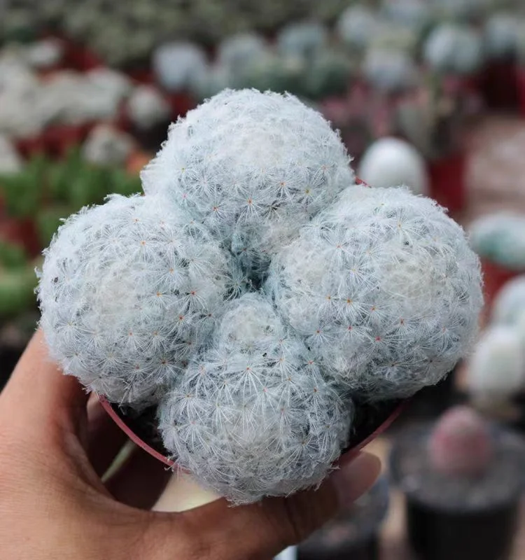 plant Aeonium Echeveria Haworthia  Caudex  Lithops Cactus  Agave 