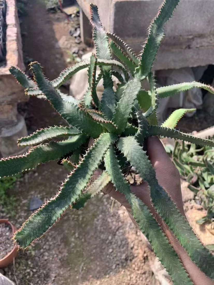 plant Aeonium Echeveria Haworthia  Caudex  Lithops Cactus  Agave 