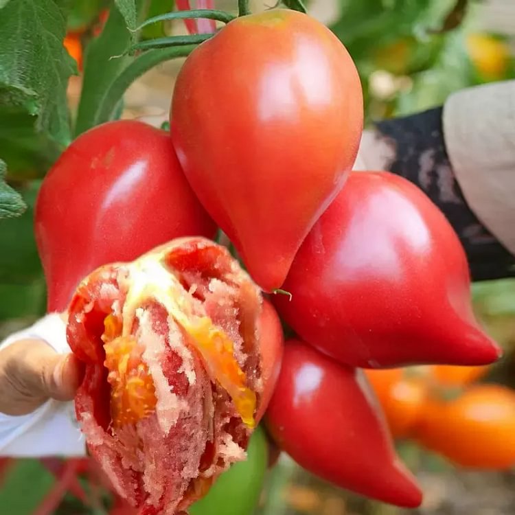 MANGO HONEY TOMATO SEEDS