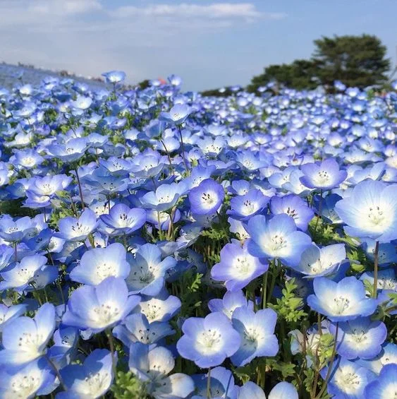 🎉Up to 70% off - "Baby's Blue Eyes" Nemophila menziesii seeds