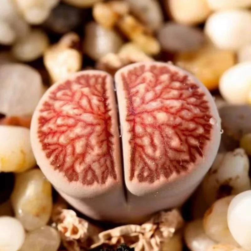 plant Aeonium Echeveria Haworthia  Caudex  Lithops Cactus  Agave 