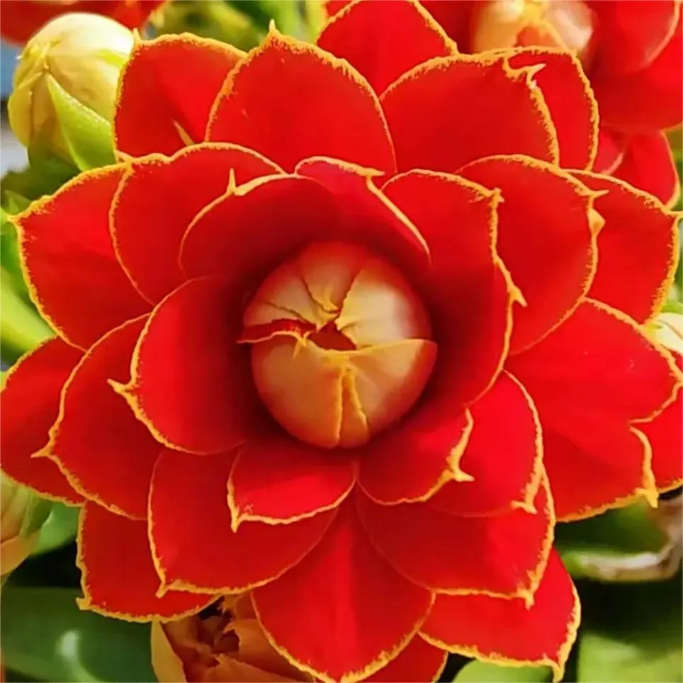 Golden Fox Longevity Flower Seeds