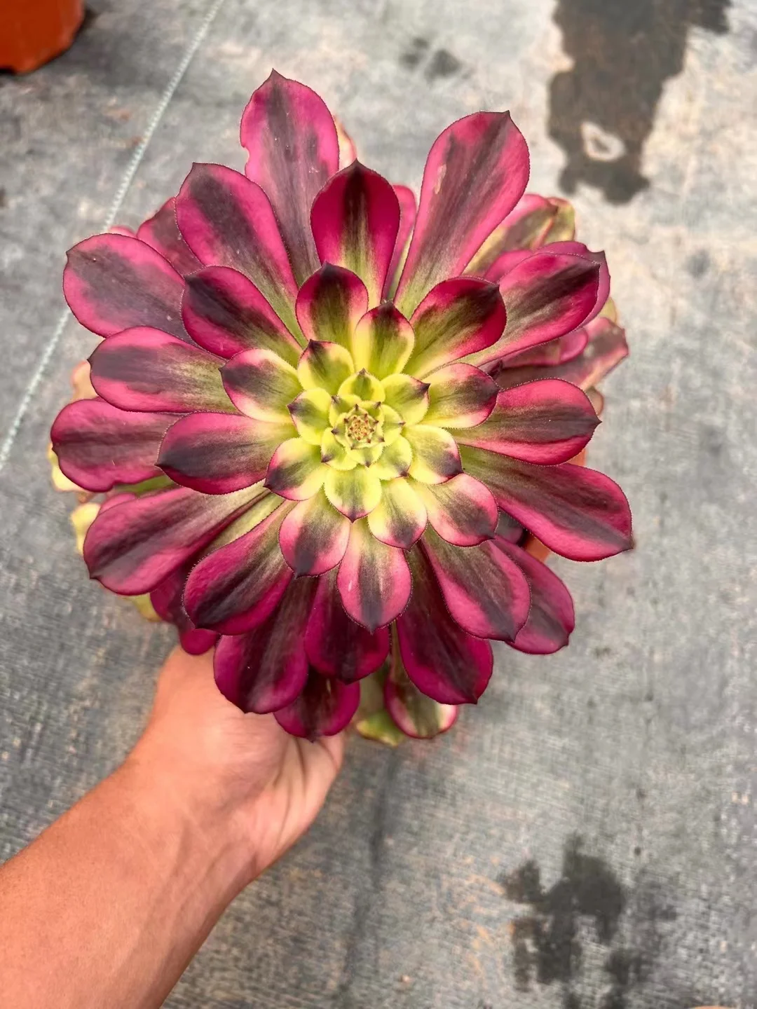 plant Aeonium Echeveria Haworthia  Caudex  Lithops Cactus  Agave 