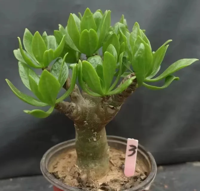 939. Tylecodon paniculata 1-2cm/Caudex/ Succulent plants / Garden landscape / Carefully select healthy plants
