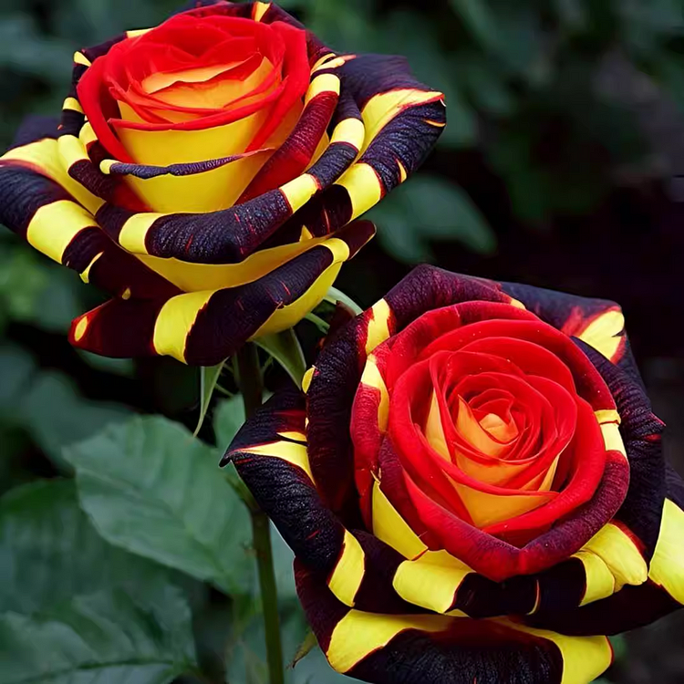 Rare Rose "Firebird" -Love Flower
