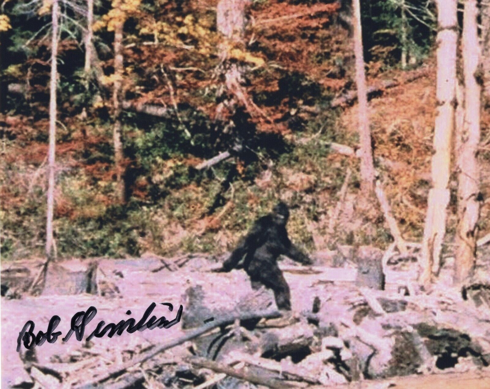 BOB GIMLIN SIGNED AUTOGRAPH BIGFOOT Photo Poster paintingGRAPHER PICTURE 8X10 Photo Poster painting