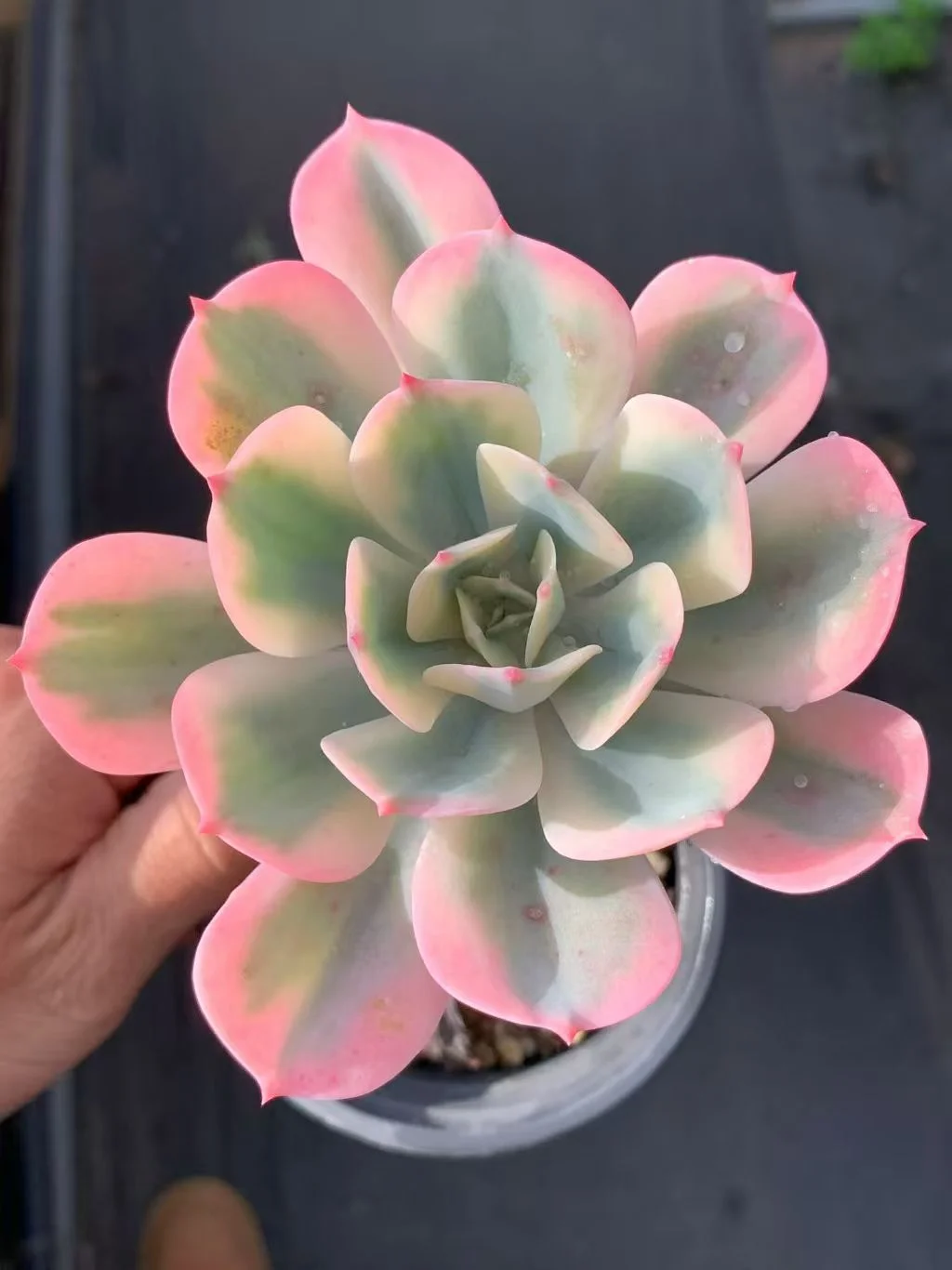 plant Aeonium Echeveria Haworthia  Caudex  Lithops Cactus  Agave 