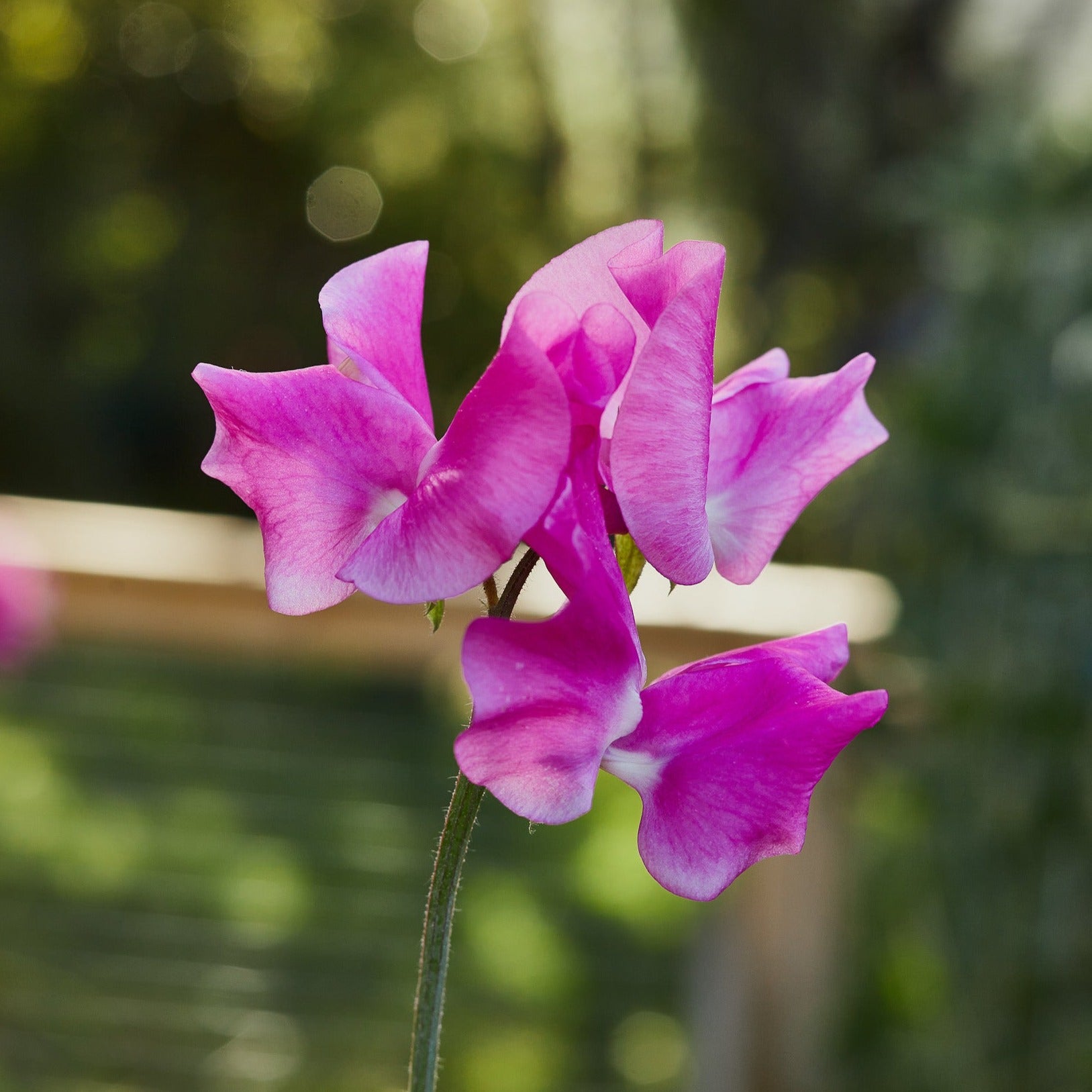 Sweet Pea Mammoth Rose Pink Flower | X 15 Seeds