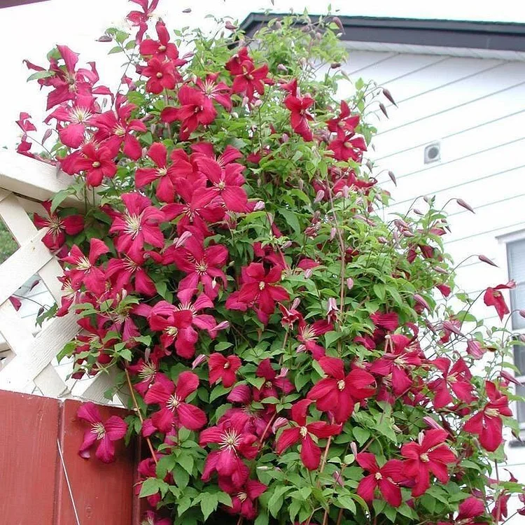 Egrow 50Pcs Clematis Flower Seeds Perennial Vines Climbing Clematis Plant Seed Garden Decoration