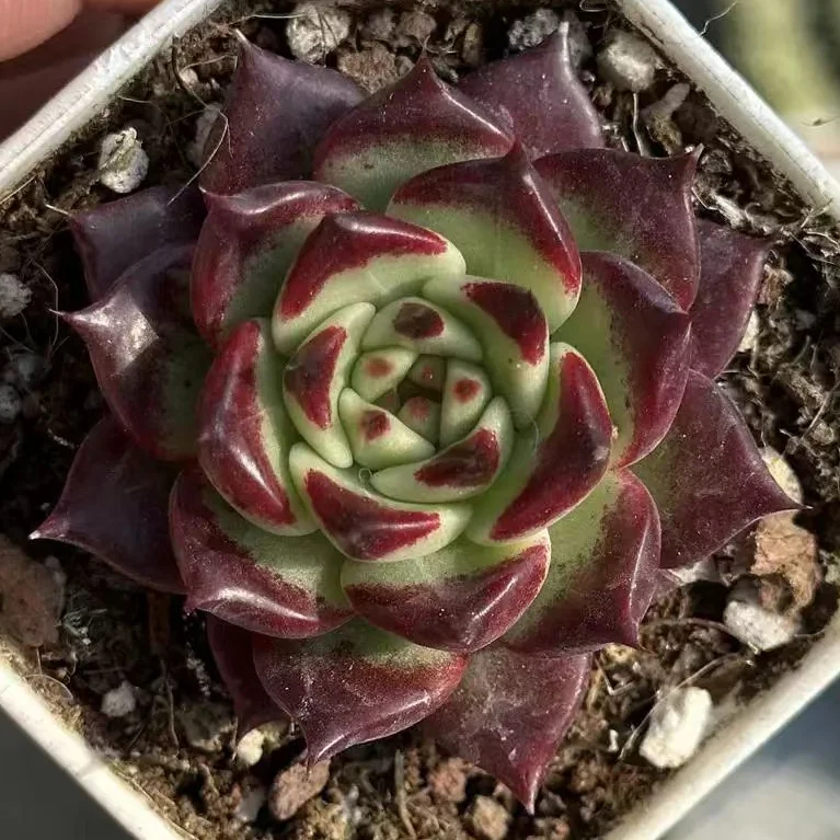 plant Aeonium Echeveria Haworthia  Caudex  Lithops Cactus  Agave 