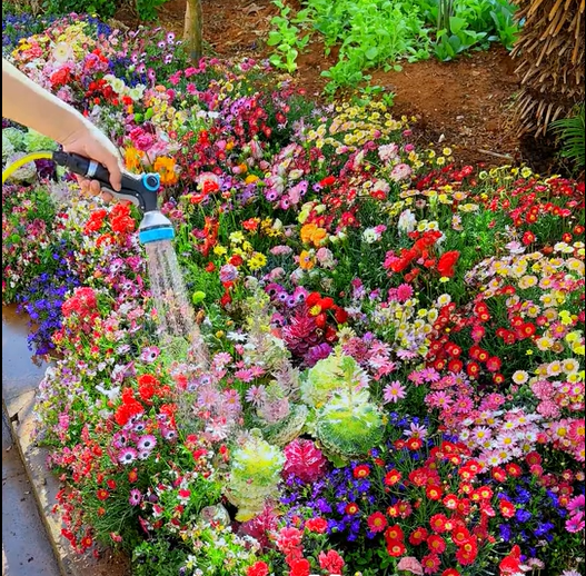 thumbnail image 2 of First Year Flowering Perennial Wildflower Seed Mix - Eden Brothers 2 of 9
