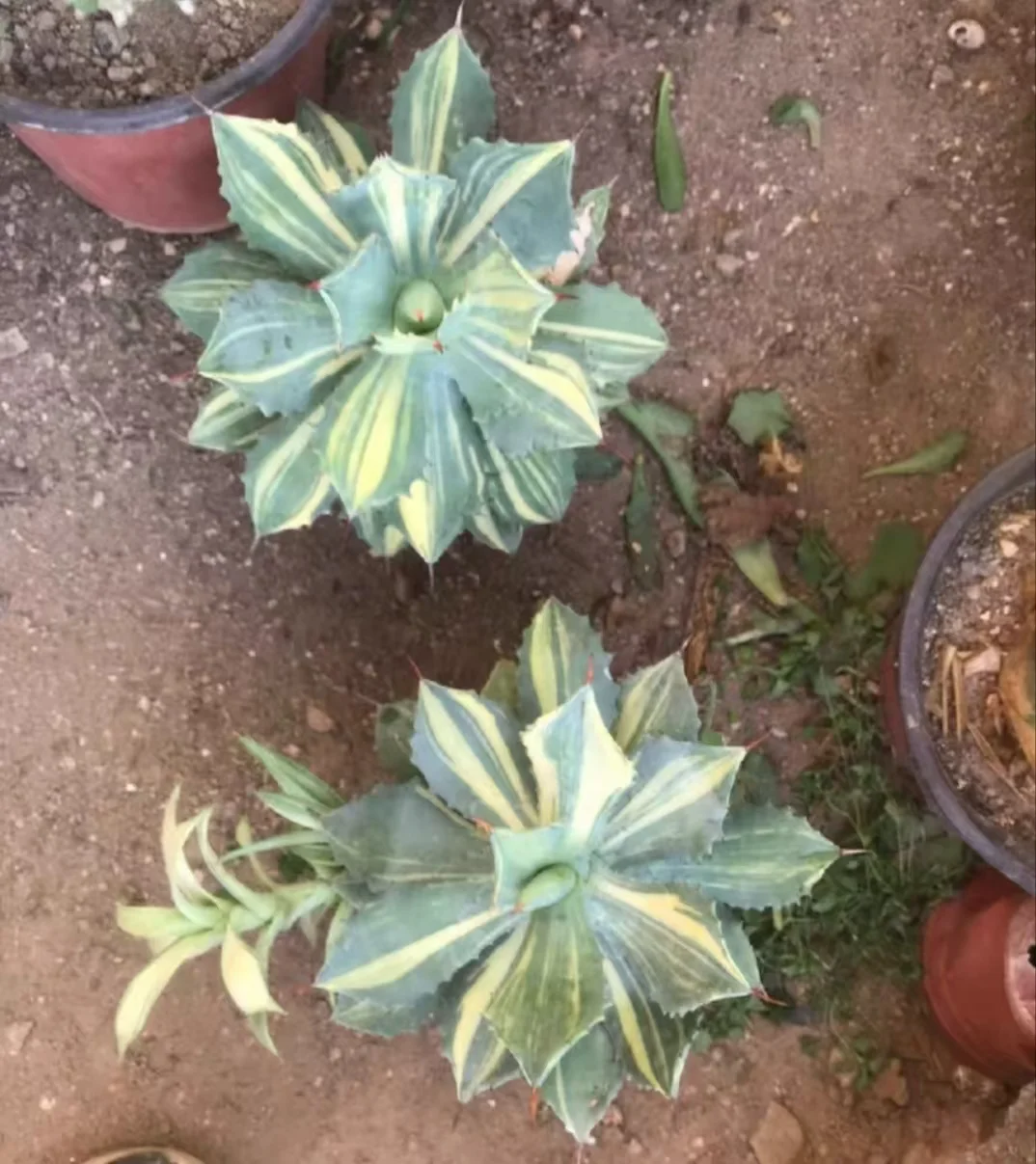 1036.Agave Isthmensis mediopicta 14cm one/Agave plants / Succulent plants / Garden landscape / Carefully select healthy plants