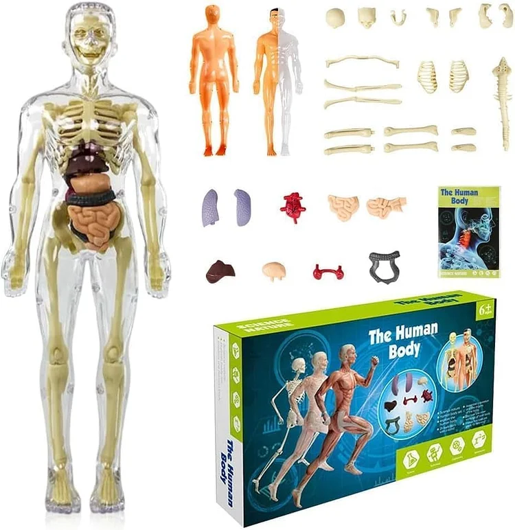 Human Body Assembly Toy