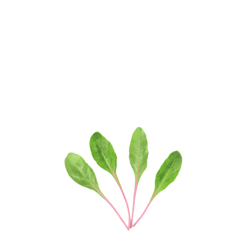 Organic Pink Beetroot Rosabi &ndash; Baby Leaf Seeds | Vibrant Color