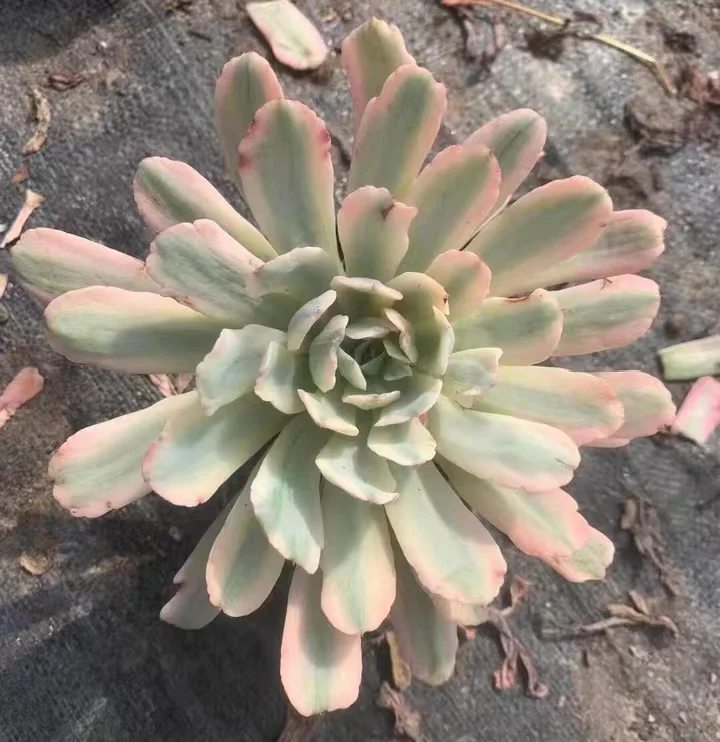 plant Aeonium Echeveria Haworthia  Caudex  Lithops Cactus  Agave 