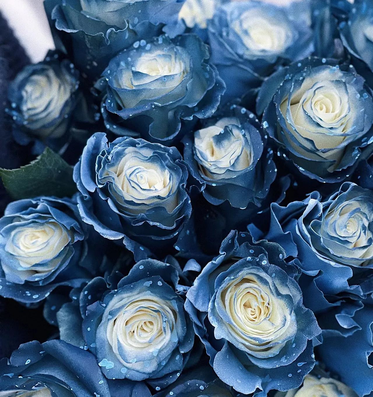 Starry Galaxy Rose - Rare Rose