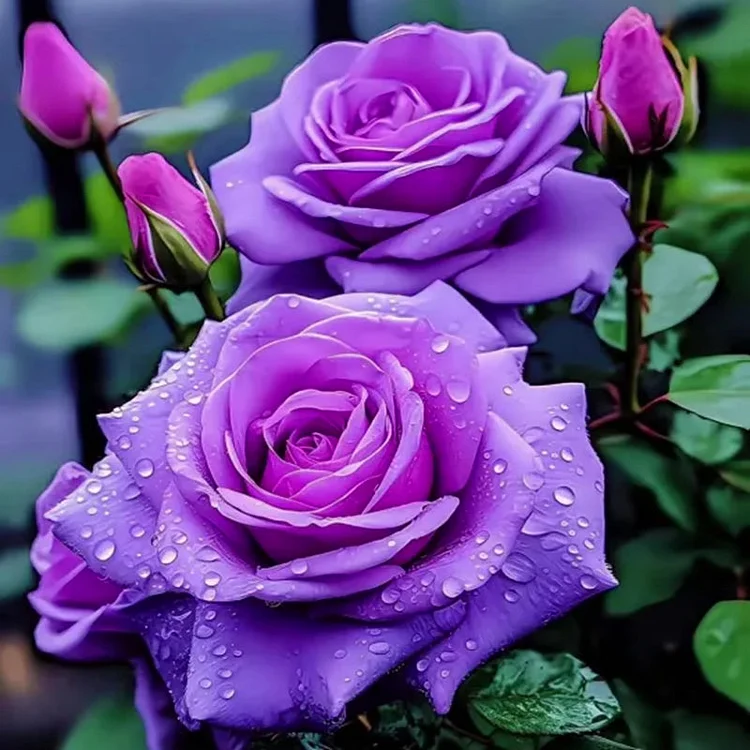 💜🌹 Seltene Lila Rosen Pflanzensamen für Ihren Heimischen Garten - Eine Augenweide für Ihre Sinne! 🌱🏡