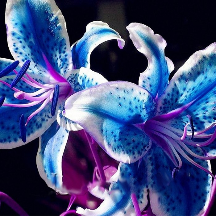 Perfume Liliy Seeds Flower Garden Plant