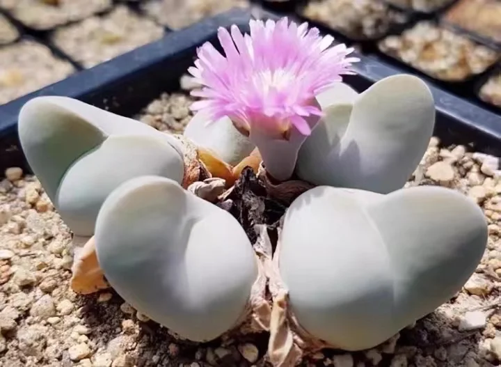 871.   Gibbaeuem album single head and cluster/ Lithops and Conophytum  /  Succulent plants / Garden landscape / Carefully select healthy plants
