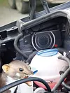 Ultrasonic Mouse Repellent Non-Toxic Mouse Repeller Pest Repeller for Truck Auto
