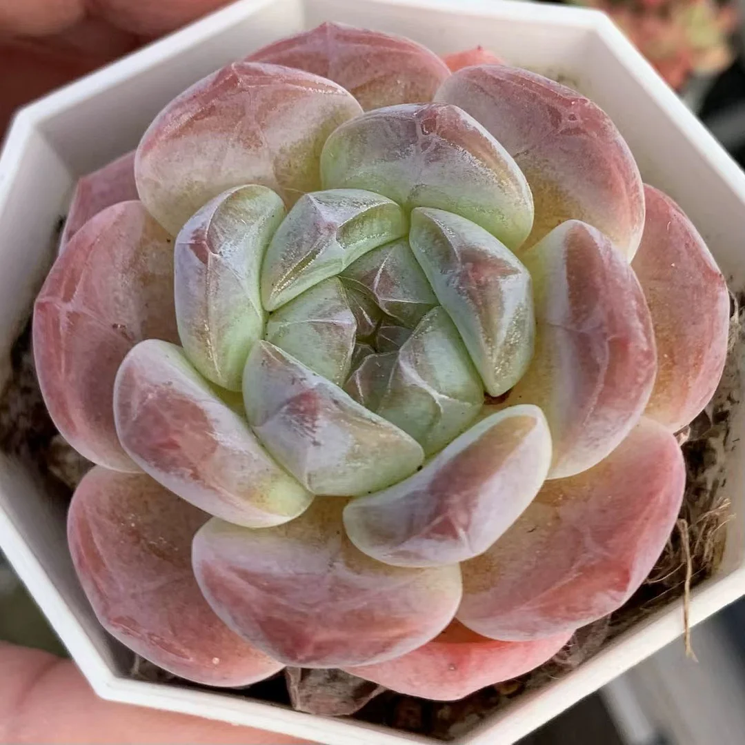 plant Aeonium Echeveria Haworthia  Caudex  Lithops Cactus  Agave 