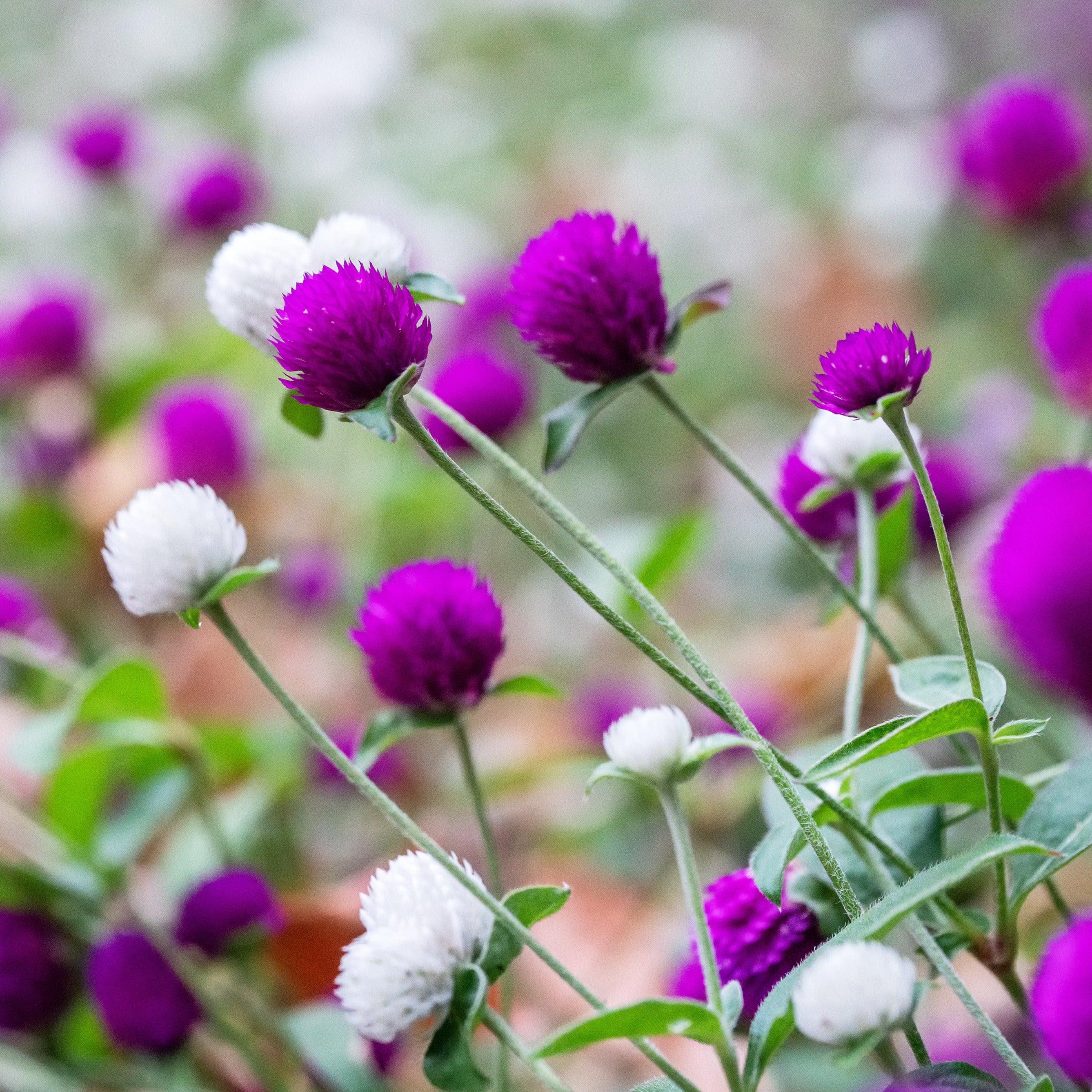 Gomphrena Audray Tall Mix Flower | X 50 Seeds